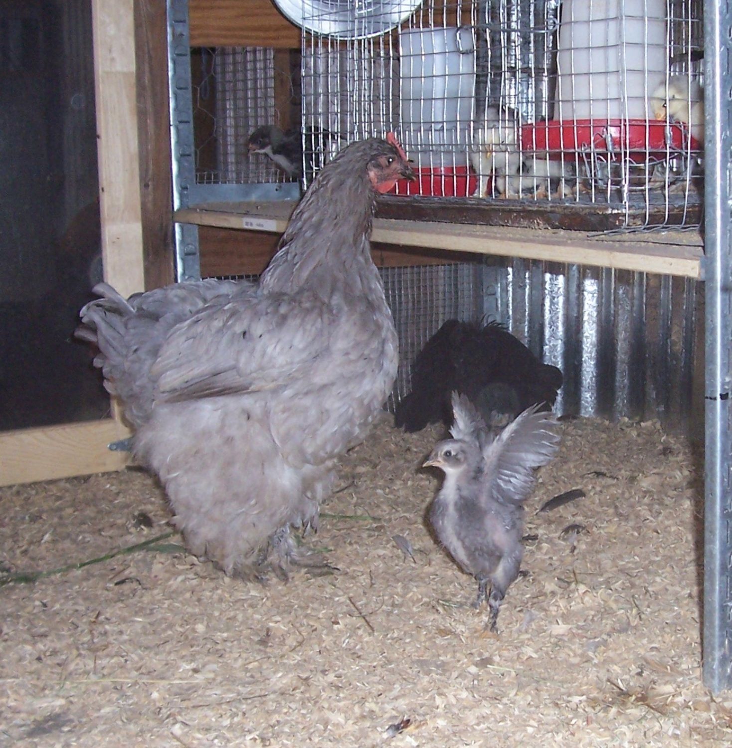 866ec0f2_ChickensDelilahlookingforGeorge..isheinthere.jpeg