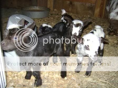4babies2.jpg