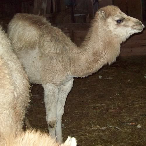 wcamel3.jpg