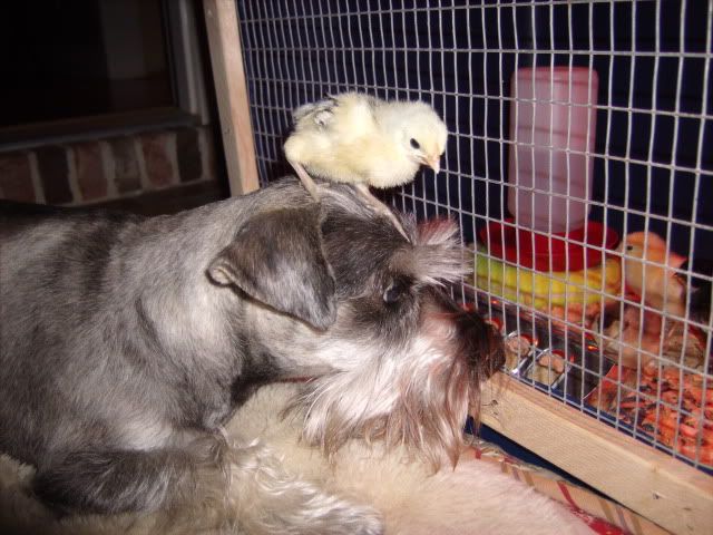Chicks037.jpg