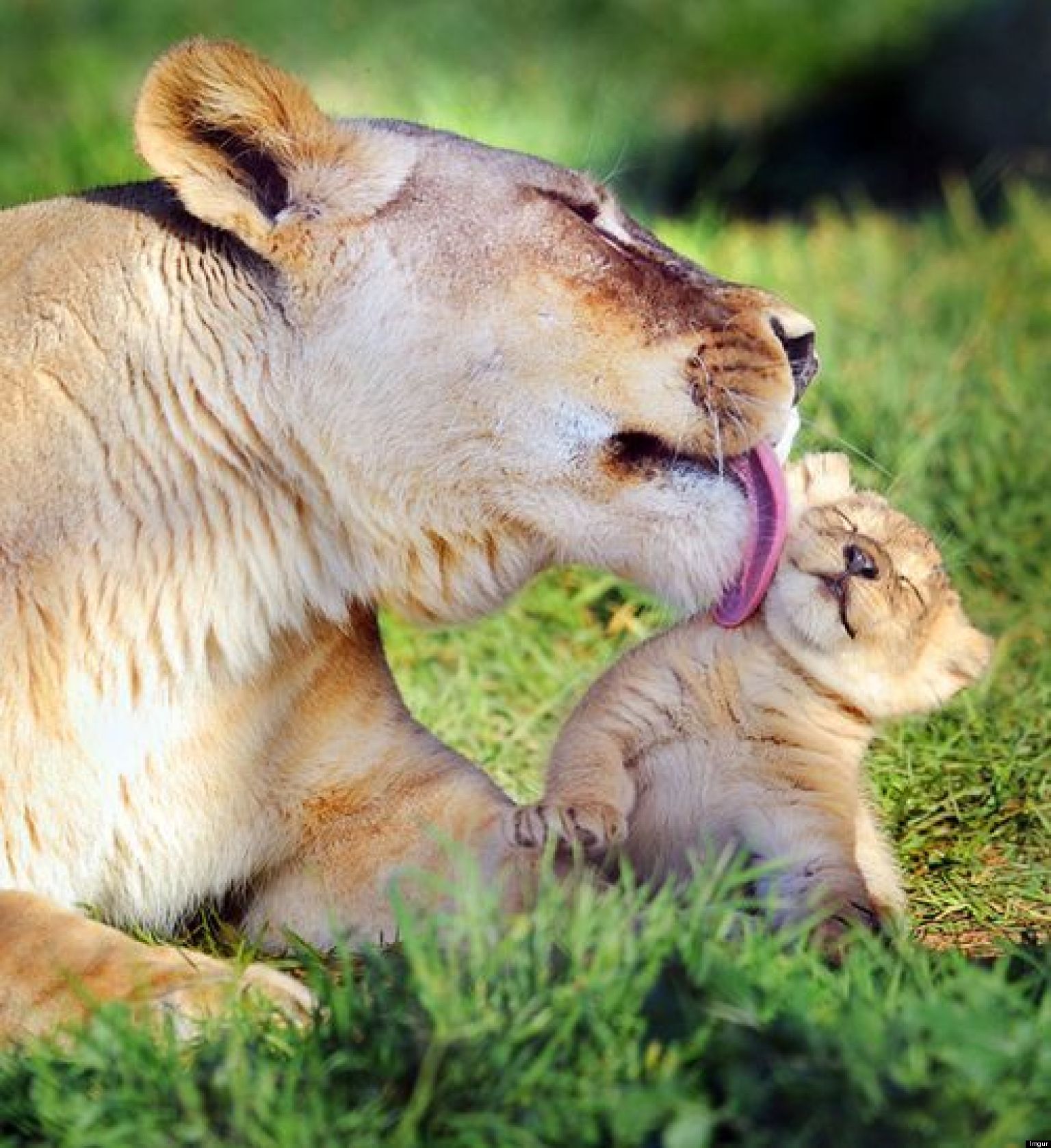 o-ANIMAL-MOTHERS-facebook.jpg