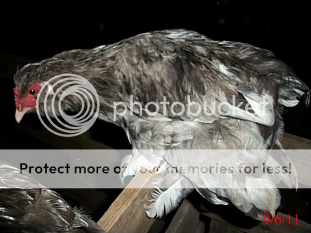 vulturhocks005.jpg