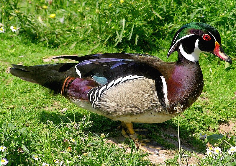 800px-Wood.duck.arp.jpg