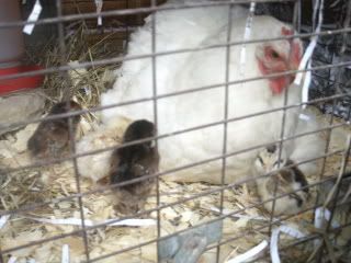 chicks005.jpg