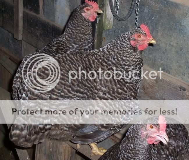 barredhens.jpg