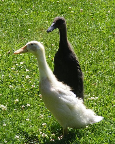 3576198833_fe480ce453.jpg