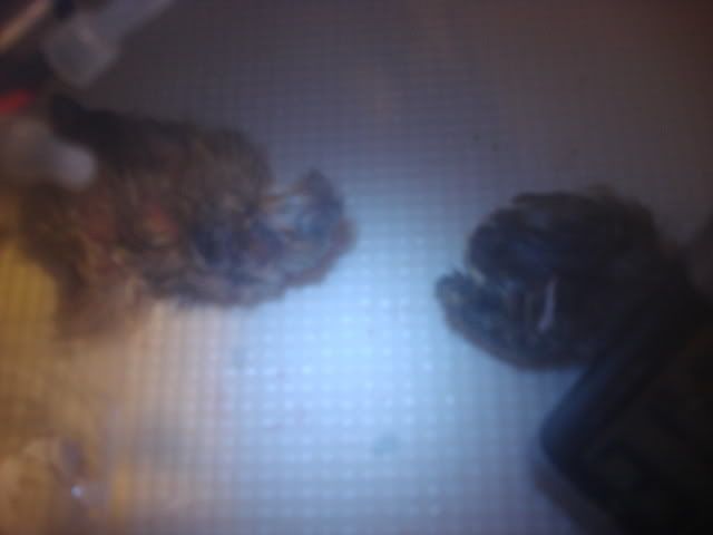 DSC02316.jpg