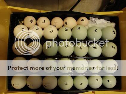 eggsinbator.jpg