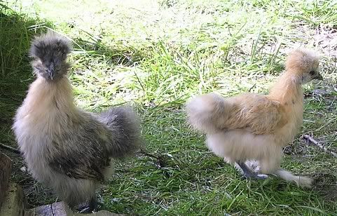 67TwoSilkies.jpg