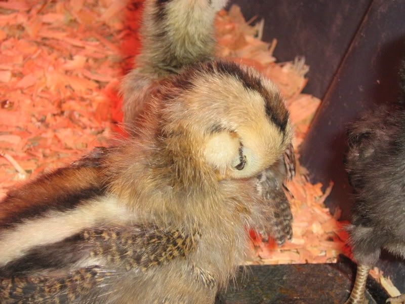 Chicks052.jpg