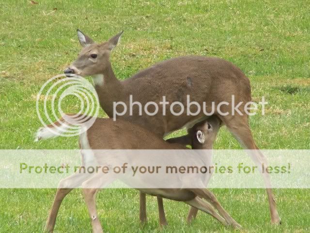 deer029.jpg