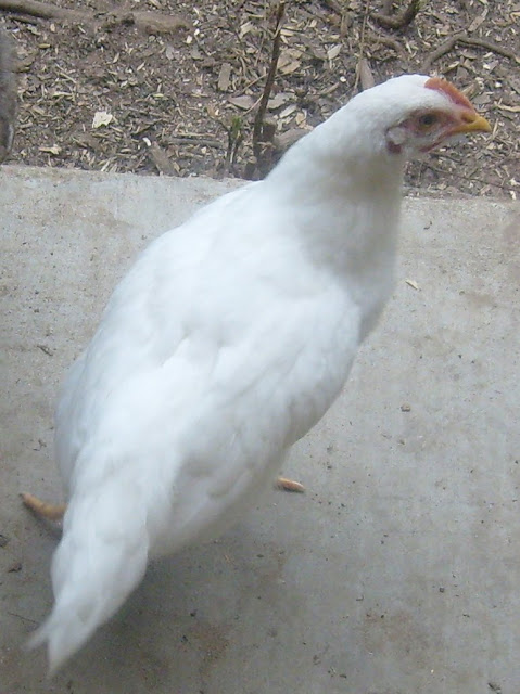 S6306827.JPG