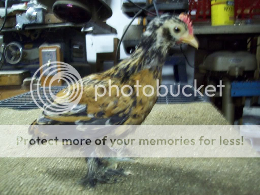 chicksjune25010.jpg