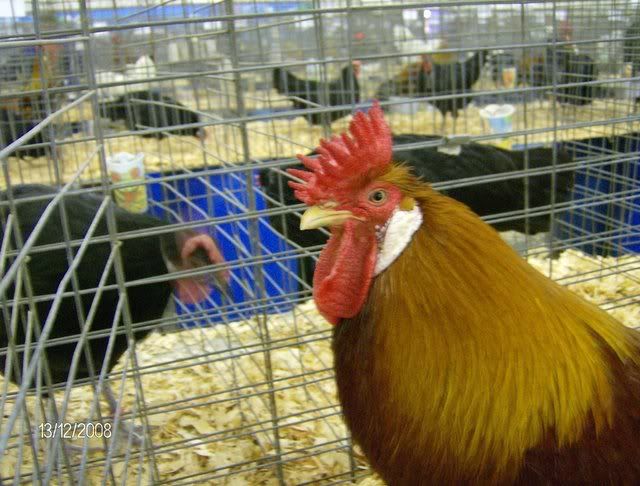 StocktonShow1-12-08010.jpg