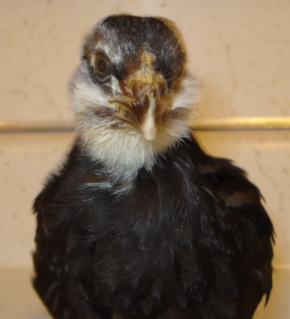 OE-blackgirl-front-4wks.jpg