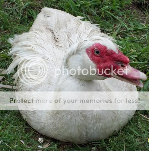 loboduck.jpg