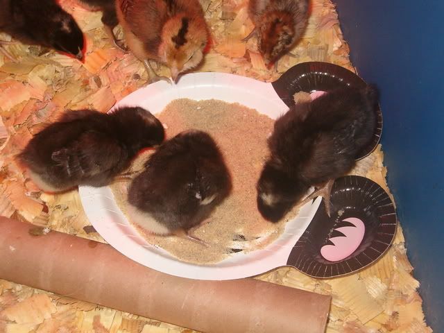 chickiesday5012.jpg