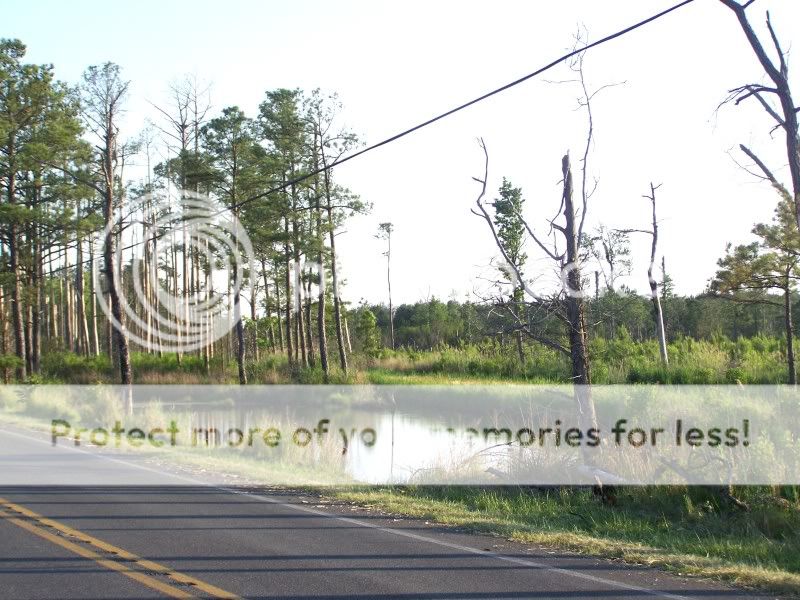 trees15.jpg