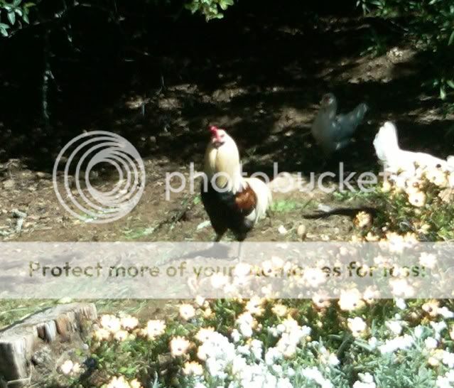 IMG00347-20110410-1321a.jpg