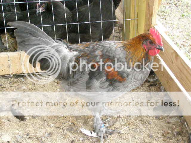 Marans014.jpg