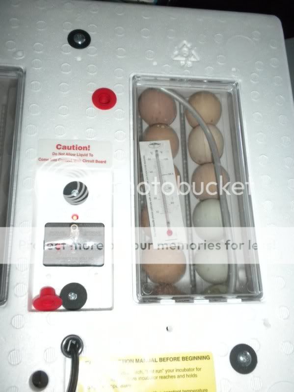 incubator.jpg