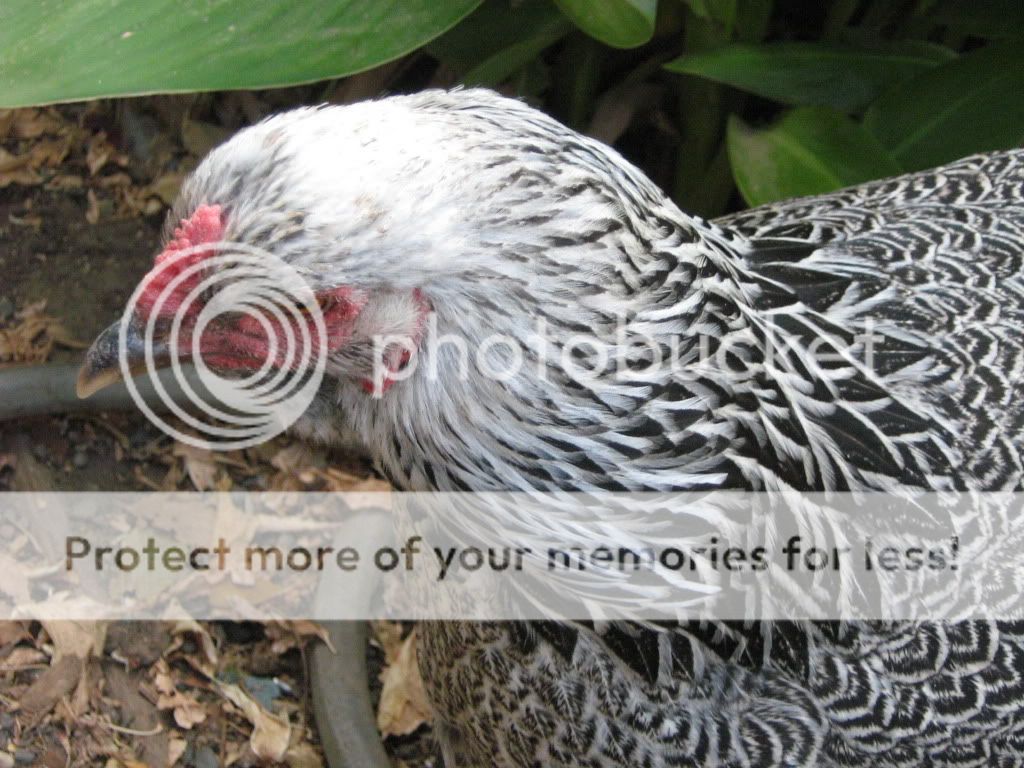 NewChickens9-21-10045.jpg