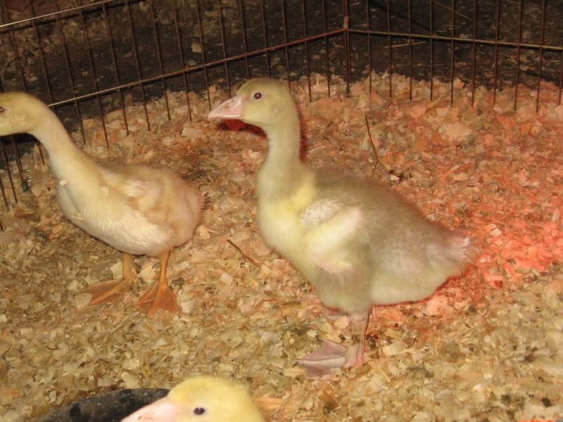 chicks021.jpg