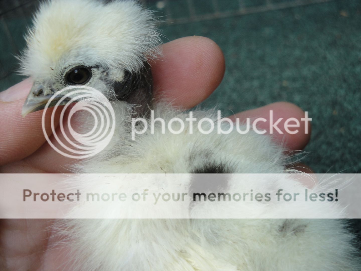 chicks007.jpg