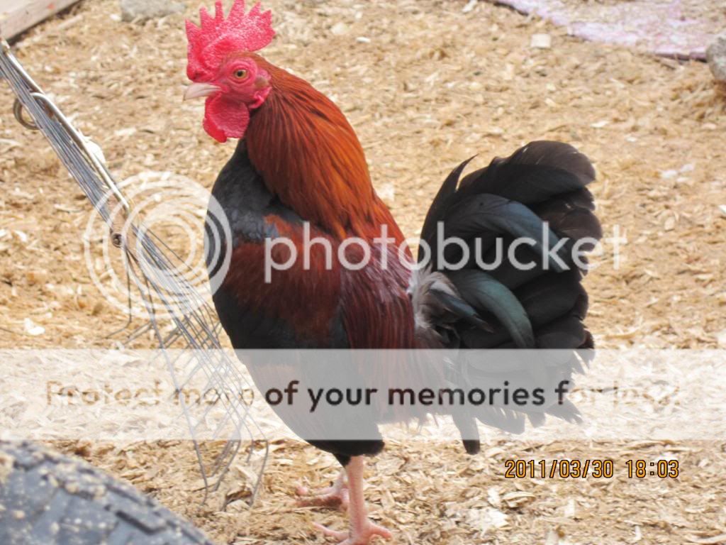chickensatmoms014.jpg