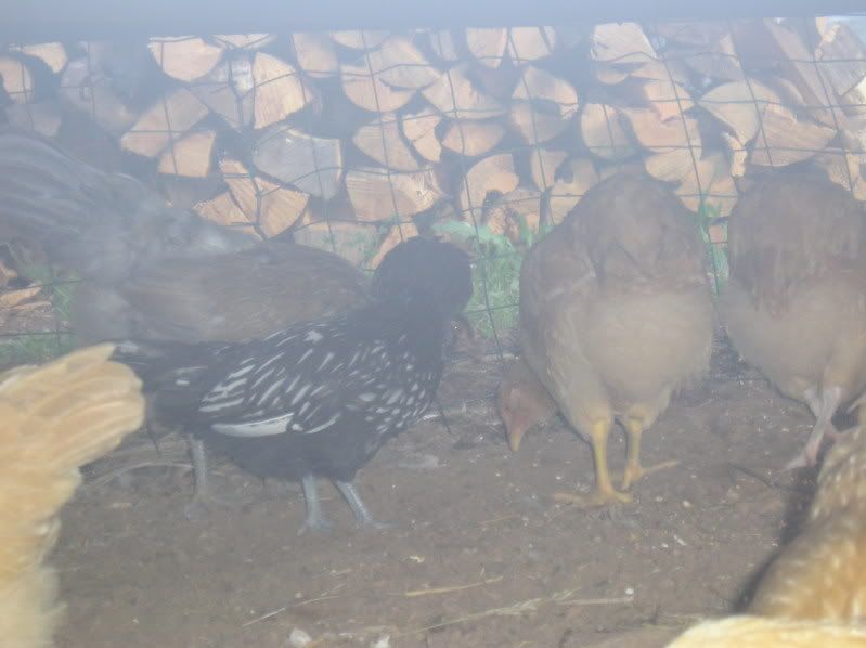 P1011530.jpg