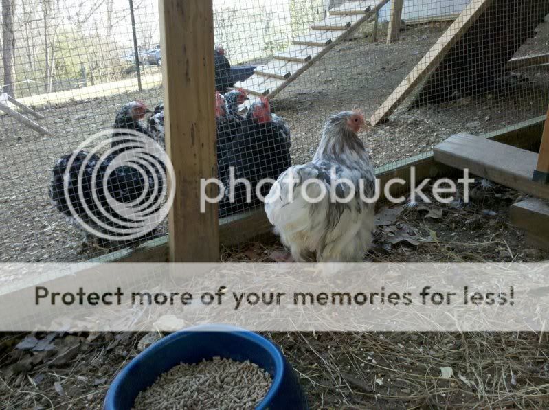 138047890_photobucket_3590_.jpg