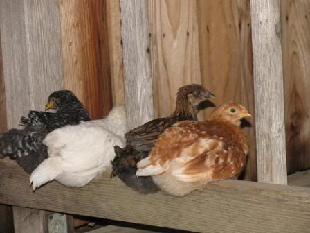 chickies010.jpg