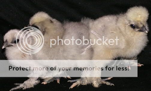 bamachickenbabies.jpg