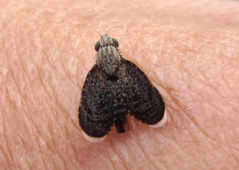 eutreta_fruit_fly_darlene.jpg