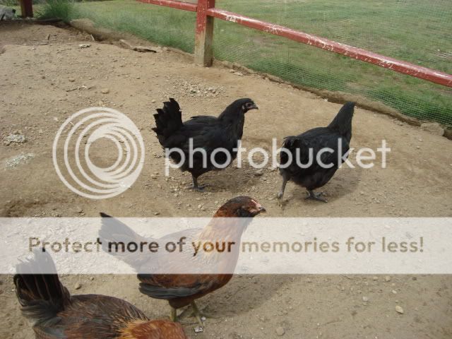 DSC02765.jpg