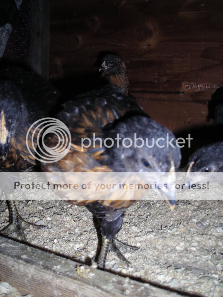 Picture006.jpg