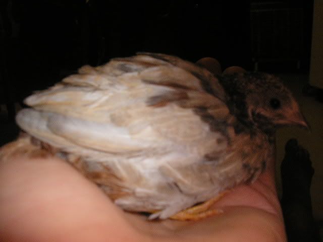 P1010078.jpg
