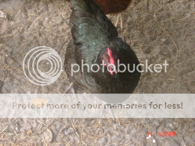 DSC00896.jpg