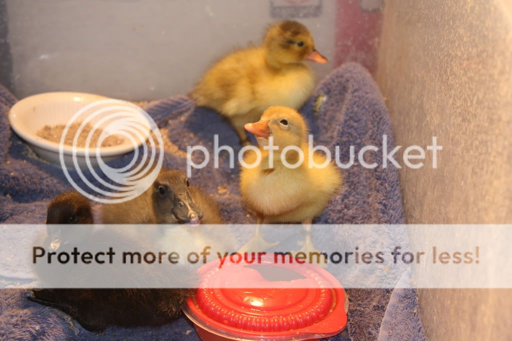 newducklings025.jpg