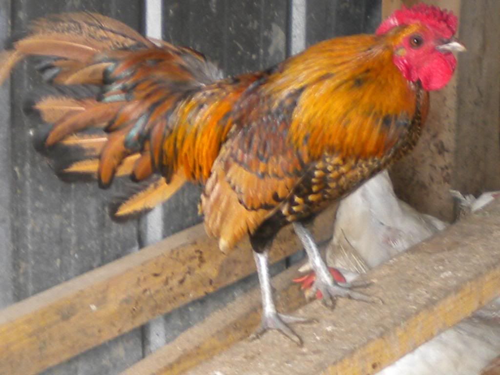 chickenpics035.jpg
