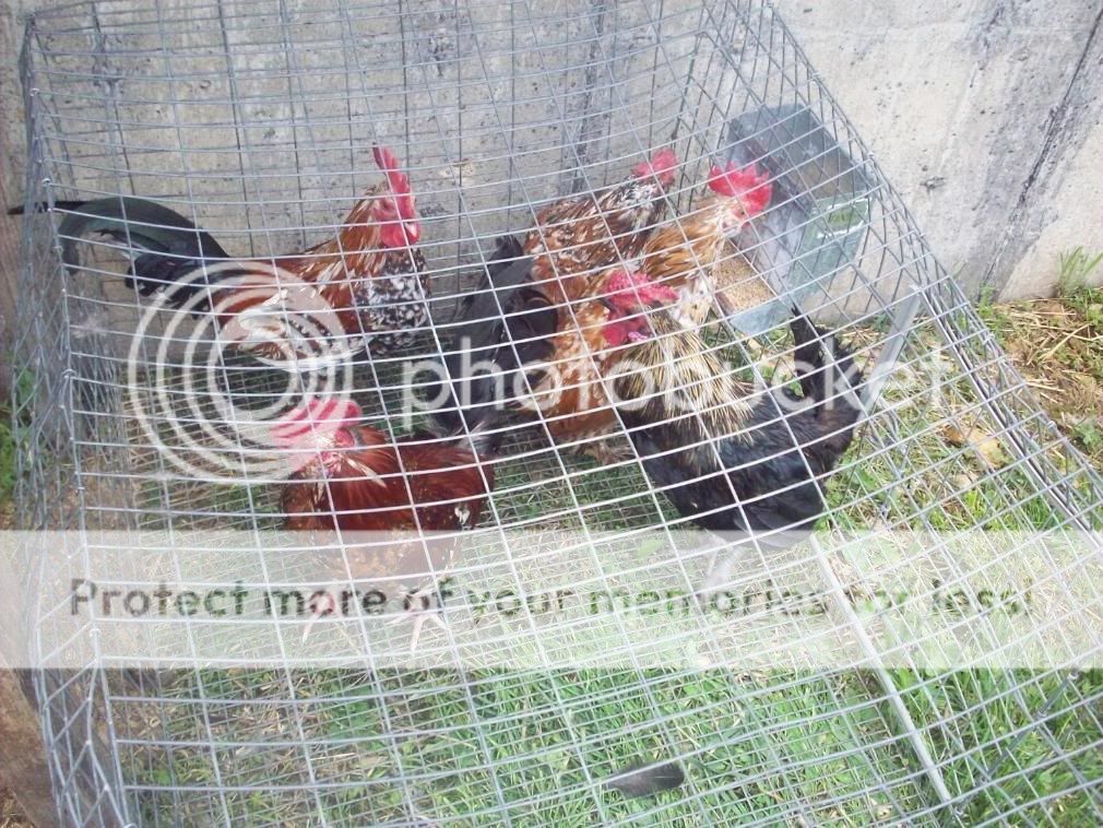 chickens074.jpg