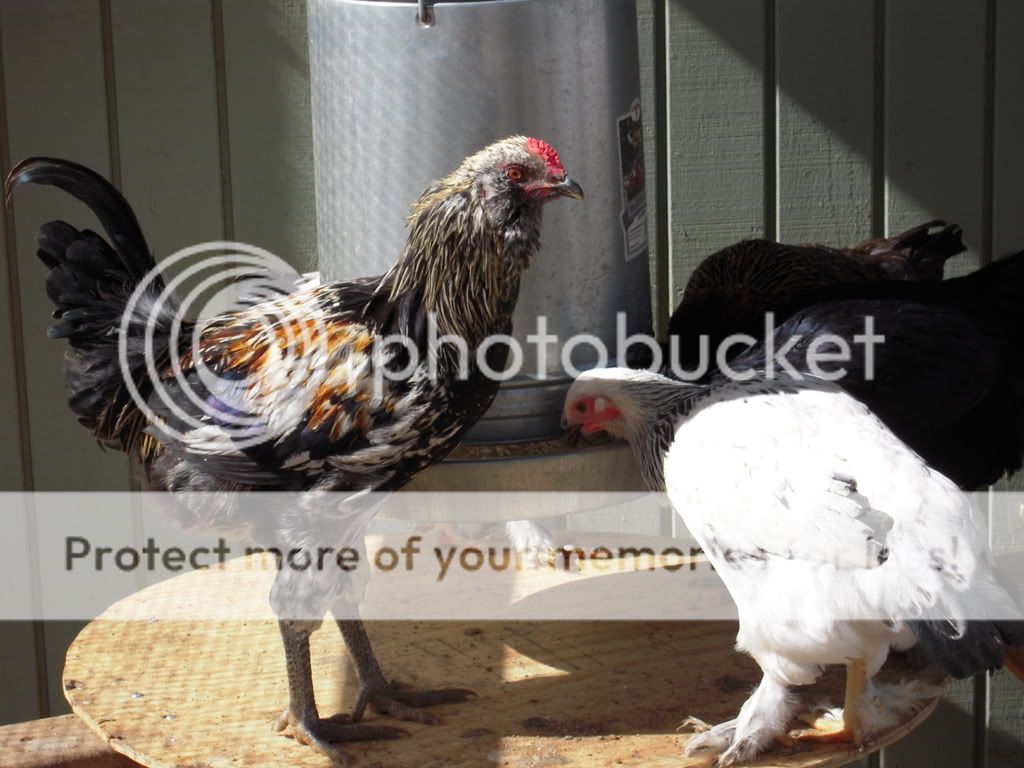 chickens122.jpg