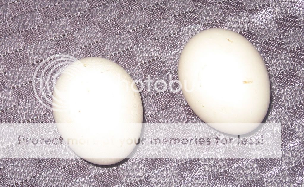 bluebantamcochinsfirsteggs021508.jpg