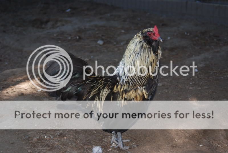 eexsilkie006.jpg