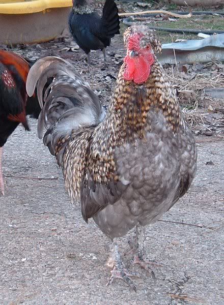 UrbanFeatheredBantam2.jpg