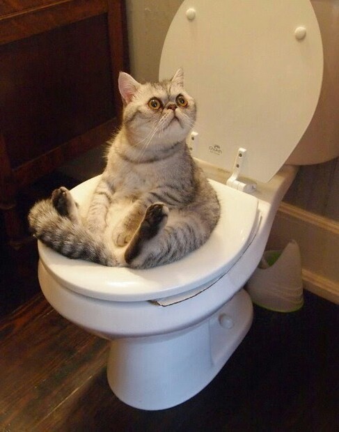 cat-in-toilet.jpg