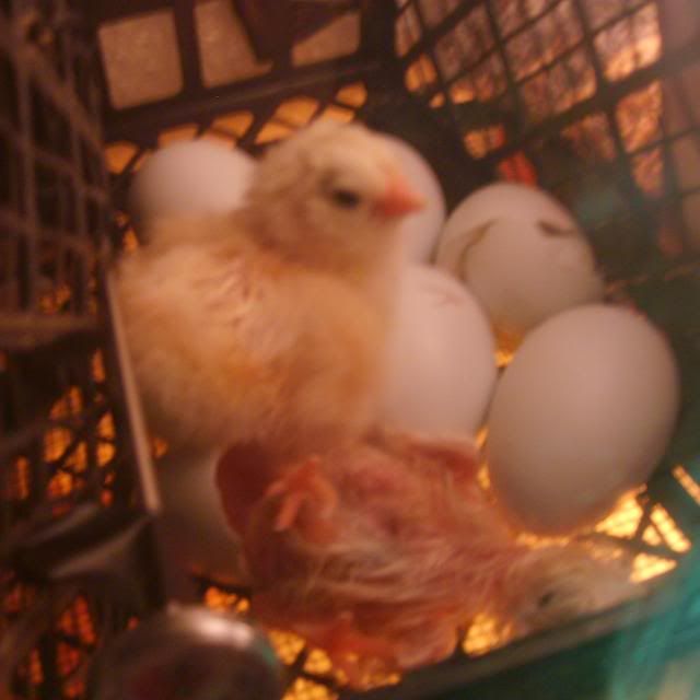 newchicks001.jpg