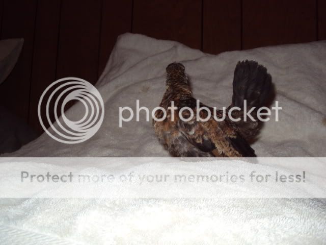 DSC00531.jpg