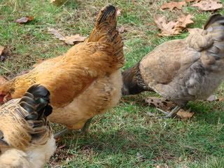 Chicking_Sexing004.jpg