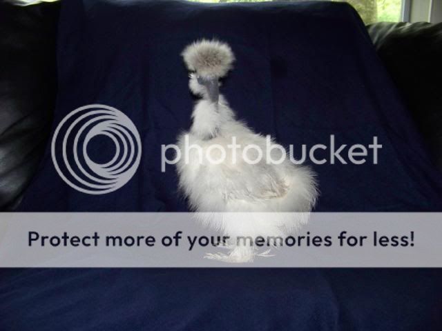 sgsilkies_006.jpg